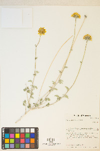 Encelia virginensis image