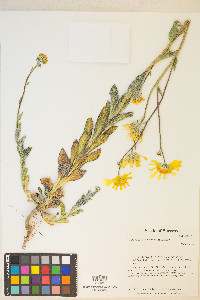 Geraea canescens image