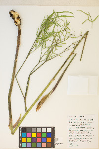 Angelica lineariloba image