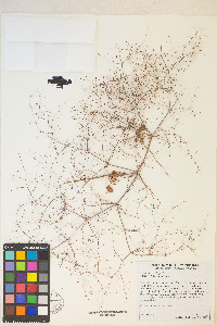 Eriogonum trichopes image