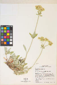 Eriogonum heracleoides image