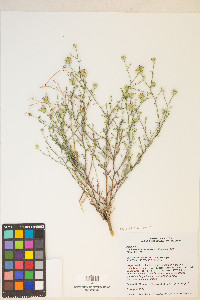 Dieteria canescens var. canescens image