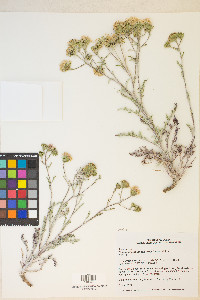 Chaenactis douglasii var. douglasii image