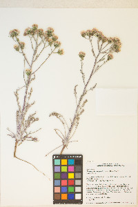 Chaenactis douglasii var. douglasii image