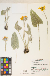 Balsamorhiza sagittata image