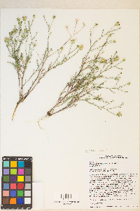 Dieteria canescens var. canescens image