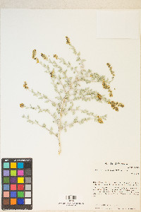 Ambrosia dumosa image