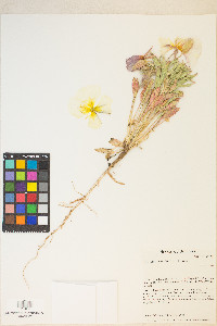 Oenothera deltoides image