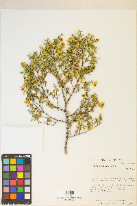 Larrea tridentata image