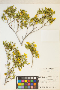 Larrea tridentata image