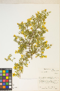 Larrea tridentata image