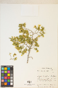 Larrea tridentata image