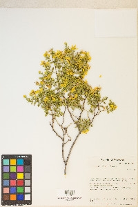 Larrea tridentata image