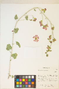 Sphaeralcea ambigua image