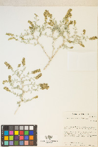 Ambrosia dumosa image