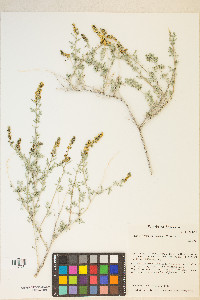 Ambrosia dumosa image