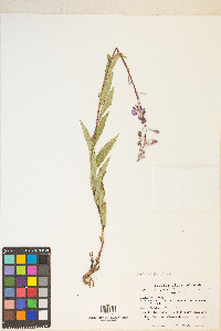 Chamaenerion angustifolium subsp. circumvagum image