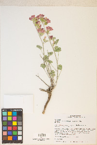 Sphaeralcea grossulariifolia image