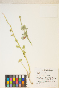 Sphaeralcea ambigua image