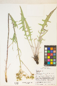 Crepis acuminata image