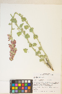 Sphaeralcea ambigua image