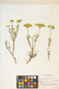 Eriogonum microtheca image