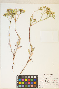 Eriogonum microtheca image