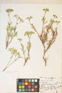 Eriogonum microtheca image