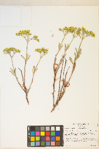 Eriogonum microtheca image