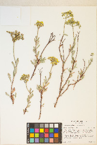 Eriogonum microtheca image