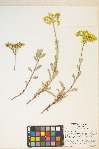 Eriogonum microtheca image