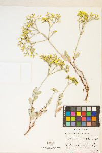 Eriogonum microtheca image