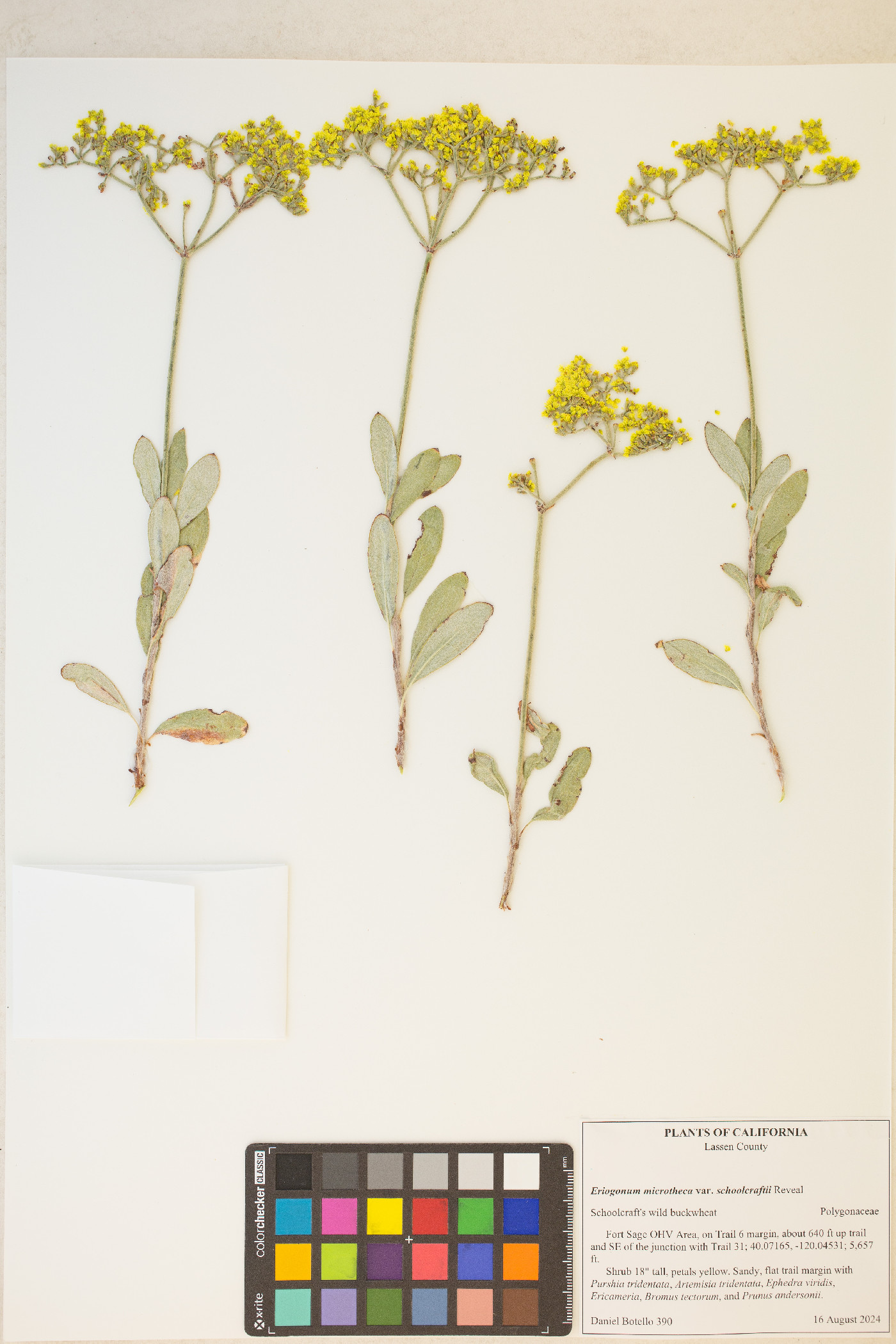 Eriogonum microtheca var. schoolcraftii image