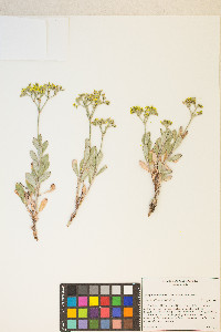 Eriogonum microtheca image