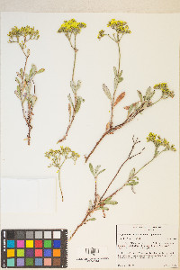 Eriogonum microtheca image