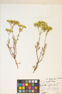 Eriogonum microtheca image