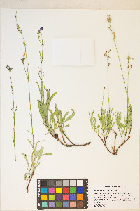 Penstemon gracilentus image