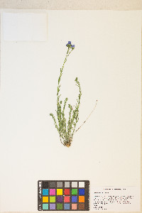 Linum lewisii image