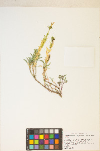 Penstemon deustus var. pedicellatus image