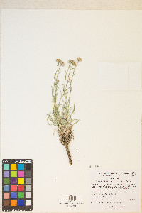 Erigeron clokeyi image