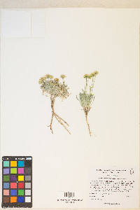 Erigeron aphanactis image