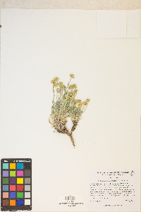 Erigeron aphanactis image