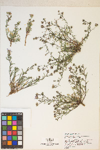 Dieteria canescens var. shastensis image