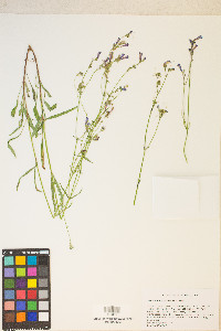 Penstemon gracilentus image