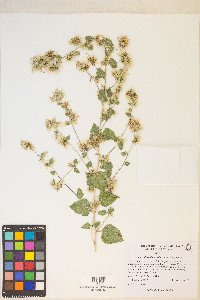 Brickellia californica image