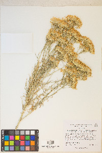 Ericameria nauseosa var. hololeuca image