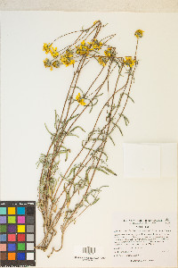 Heliomeris multiflora var. nevadensis image