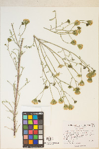 Chaenactis douglasii var. douglasii image