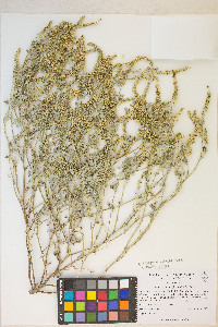 Ambrosia acanthicarpa image