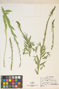 Oenothera curtiflora image